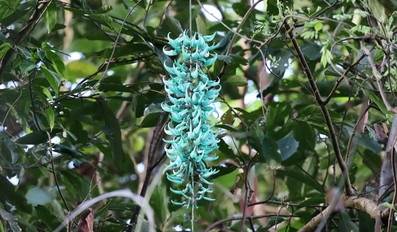 Jade Vine The Glowing Emerald Jewel of the Philippine Rainforest